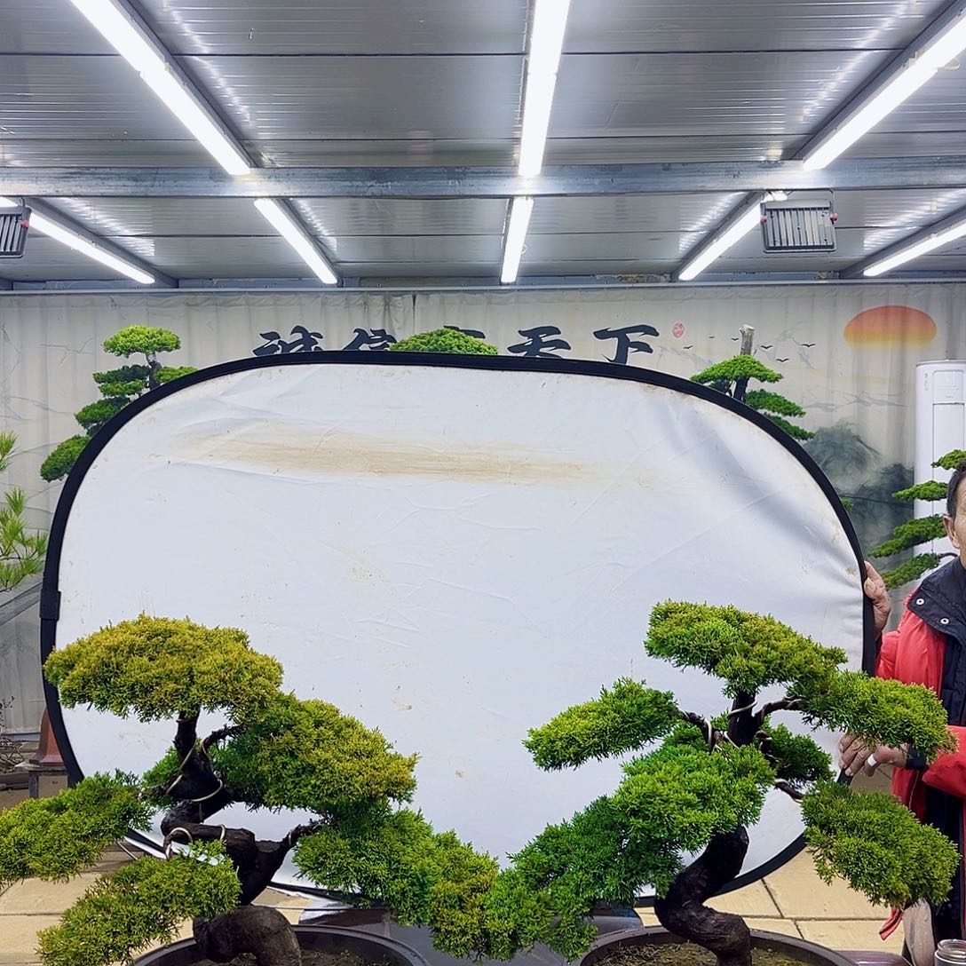 无花朵松柏盆景直播放漏中