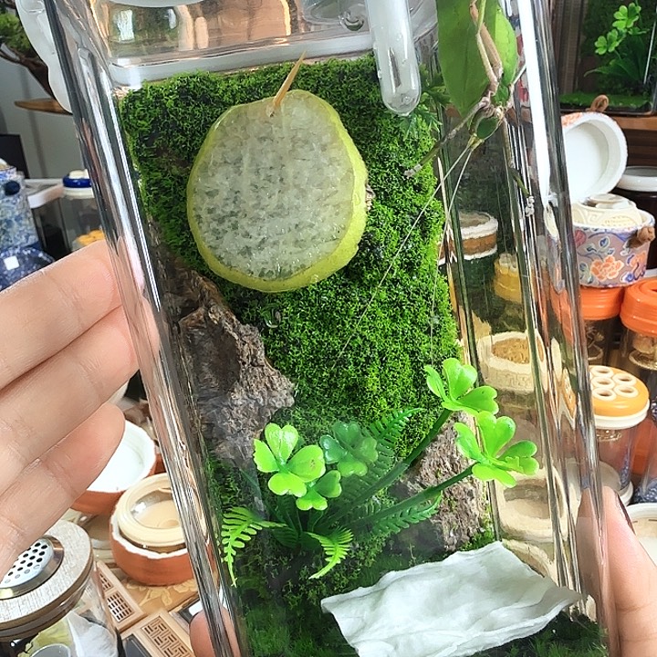 10/20盒子➕中长素背啊啊啊啊