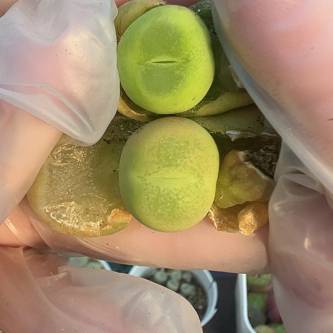 058两颗毛汉尼裸根