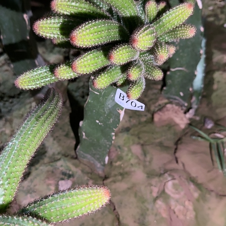 猫*巴嫁接橙花金妞704