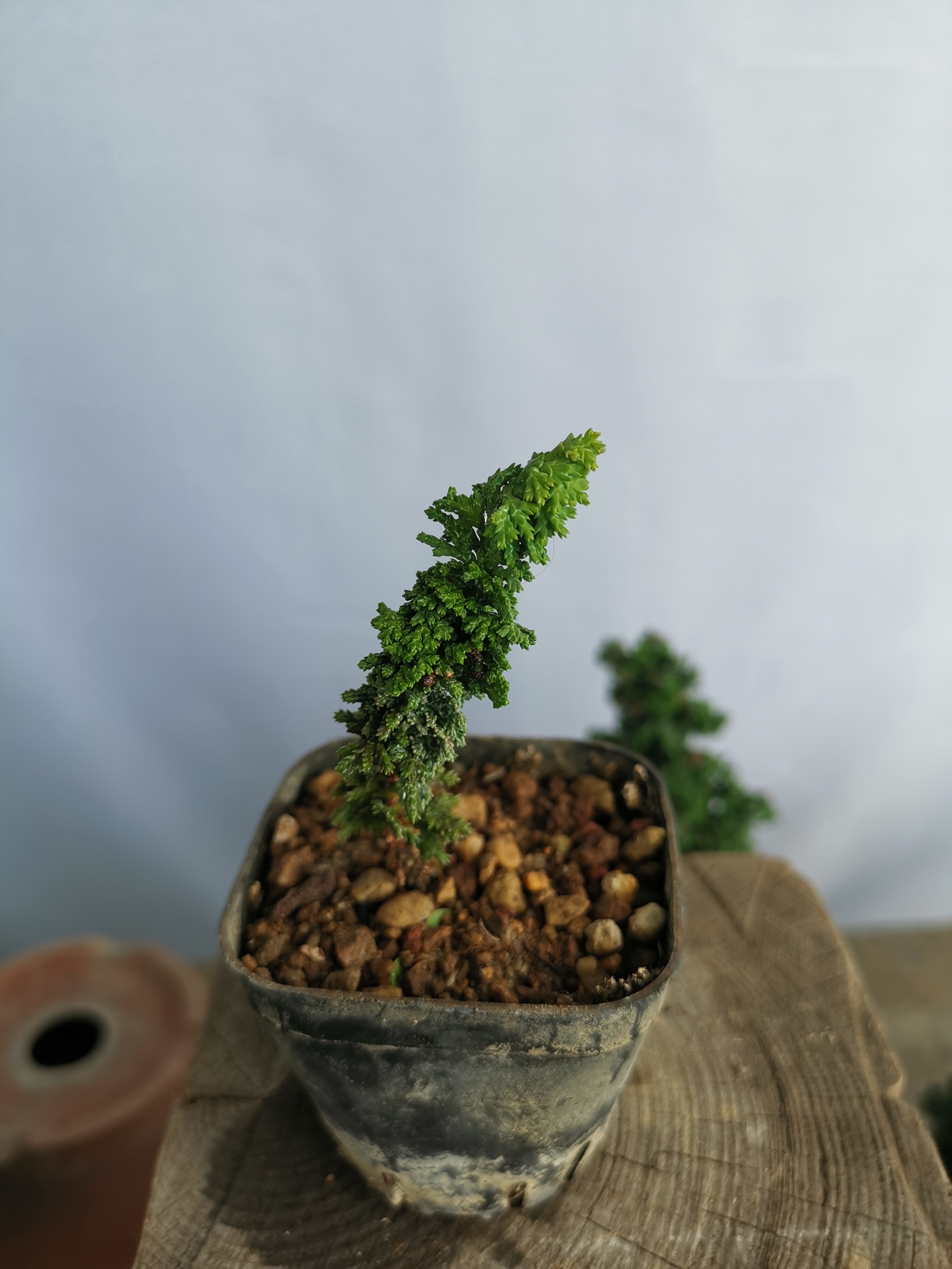 进口盆栽普桧小苗石化桧（小苗下单2棵起发货）