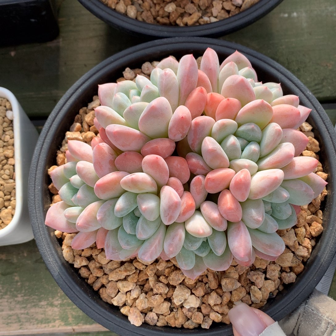 芙丽多 多头 一颗  