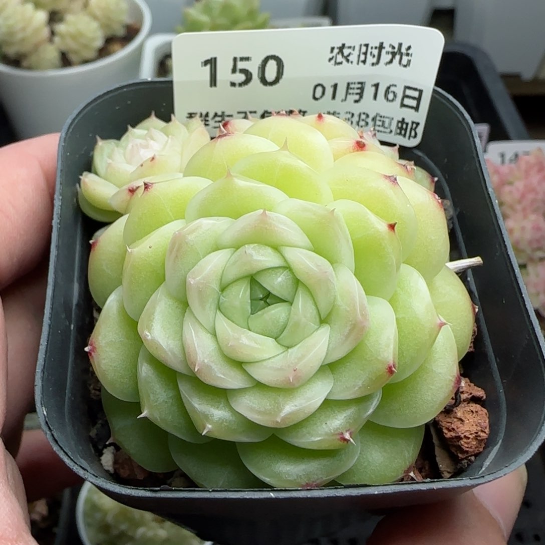 0116-150圆脸麦秆散