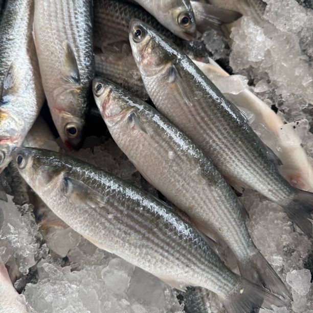 广东本港大虫鱼乌头香煎清蒸