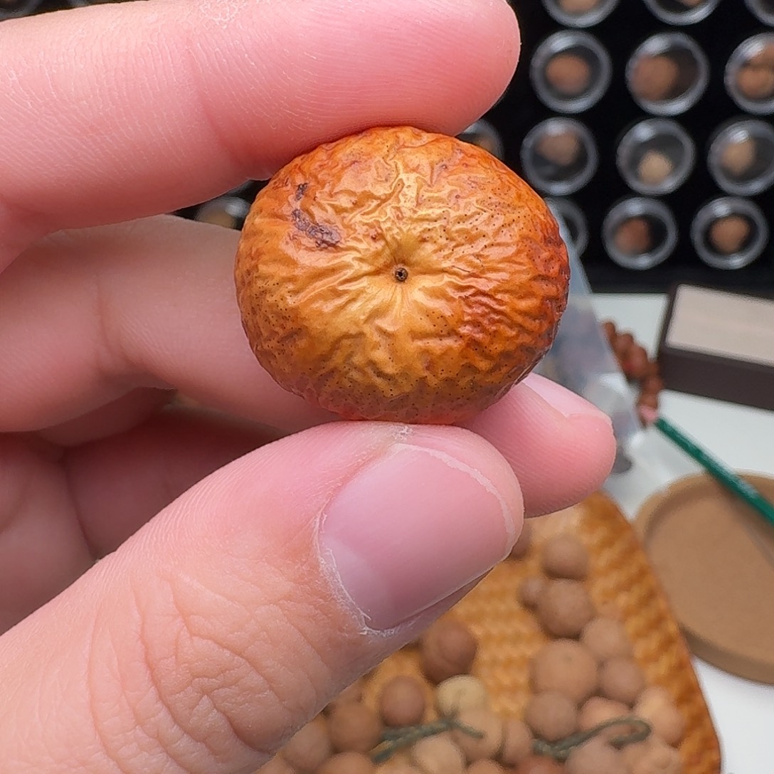 凤眼菩提吊坠青皮