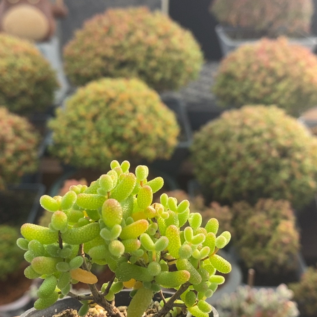 金橘糖球2338枝干番杏