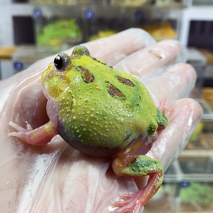 角蛙434号变异角蛙