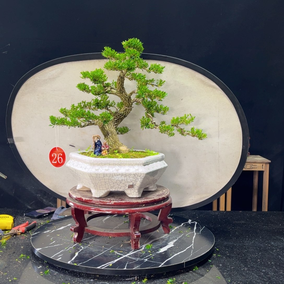 未***雨完全开放黄杨盆景