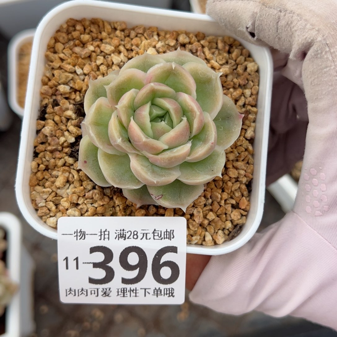 水晶虾饺多肉多肉多肉多肉多肉