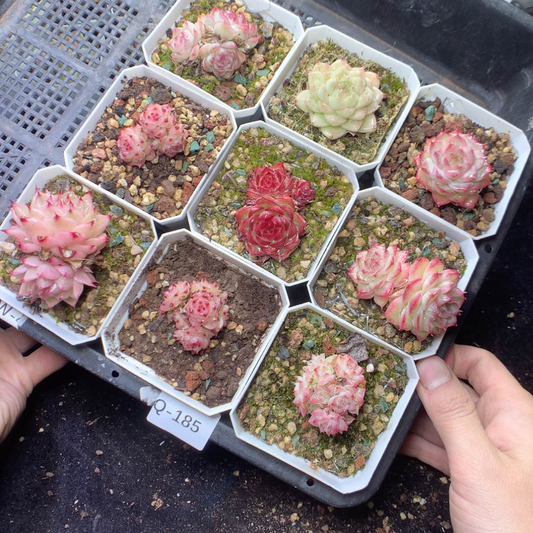 无花朵Q185。yyyyyyyyyyy