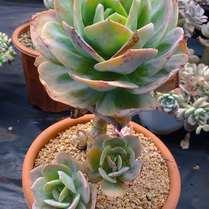 夏悦多肉0212-36血凤