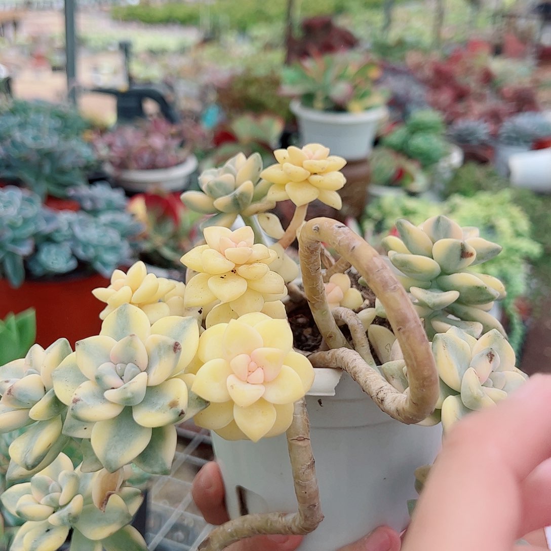 美杏锦 大盆带飘枝