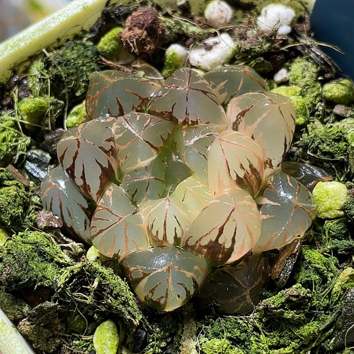 578水晶灯锦福利一物