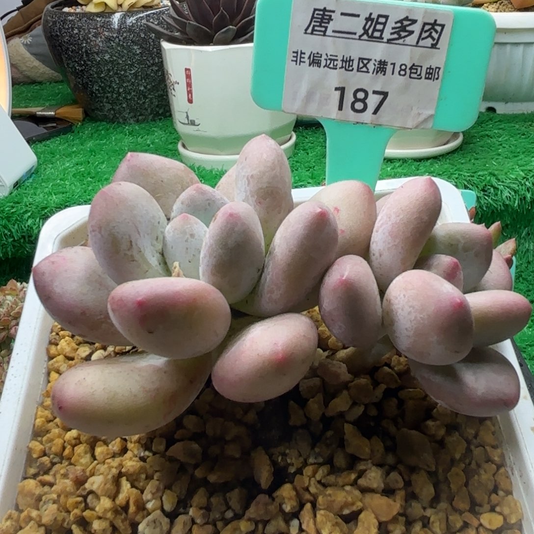 唐二姐多肉编号187