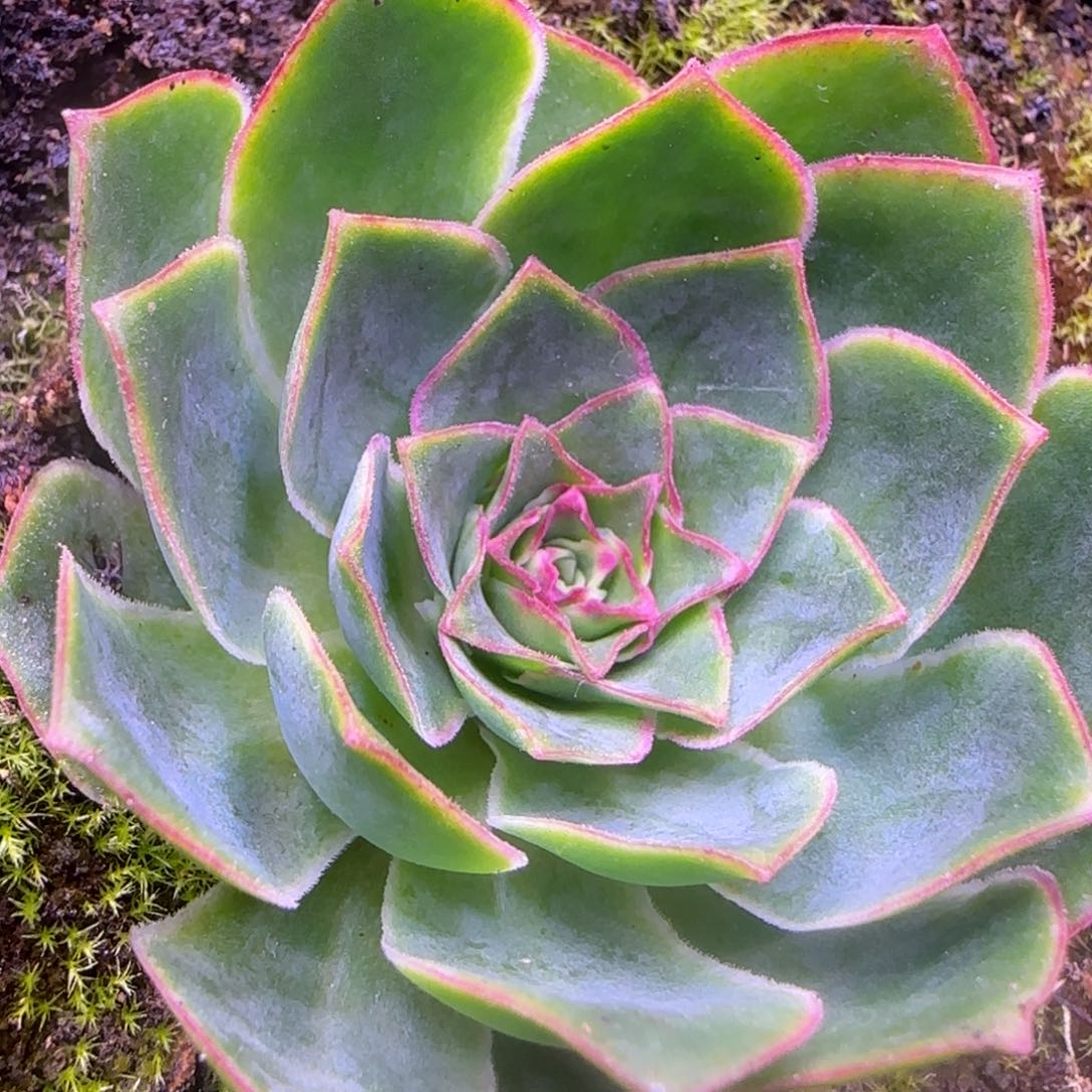 4厘米紫龙蕾丝玫瑰112442424243