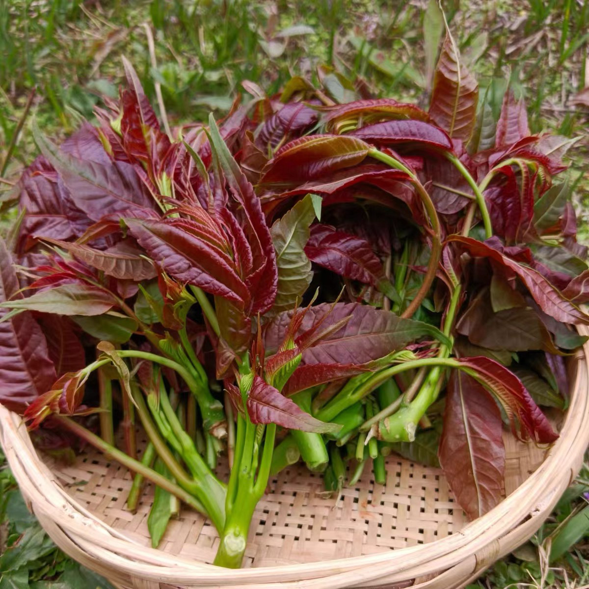 次日达 顺丰京东 山东香椿 现摘现发 送货到家