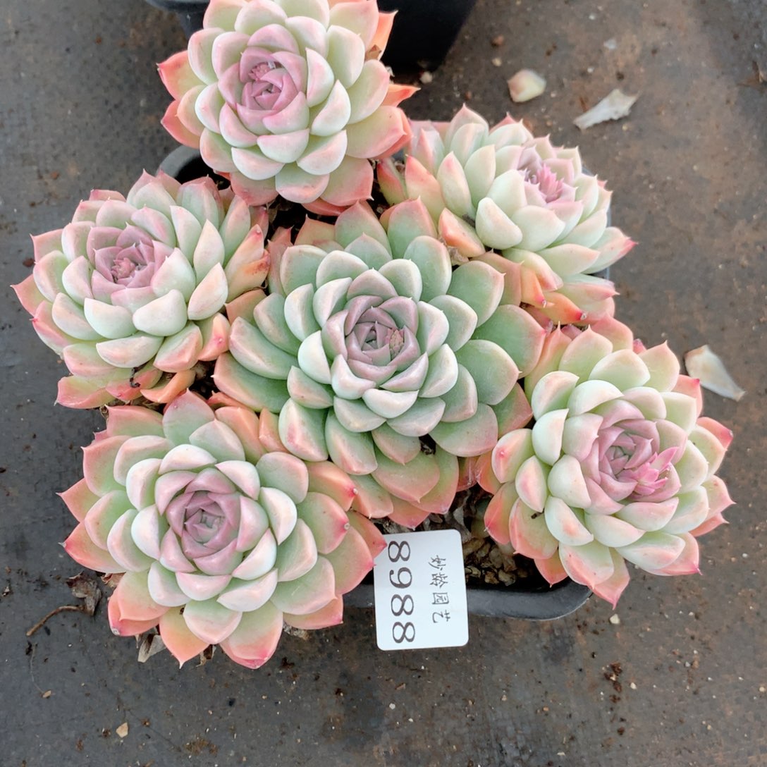 8988杂交多肉植物基地