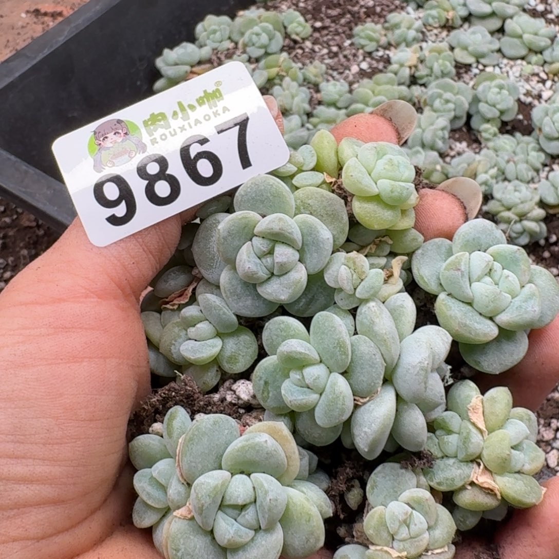 多肉植物多肉植物