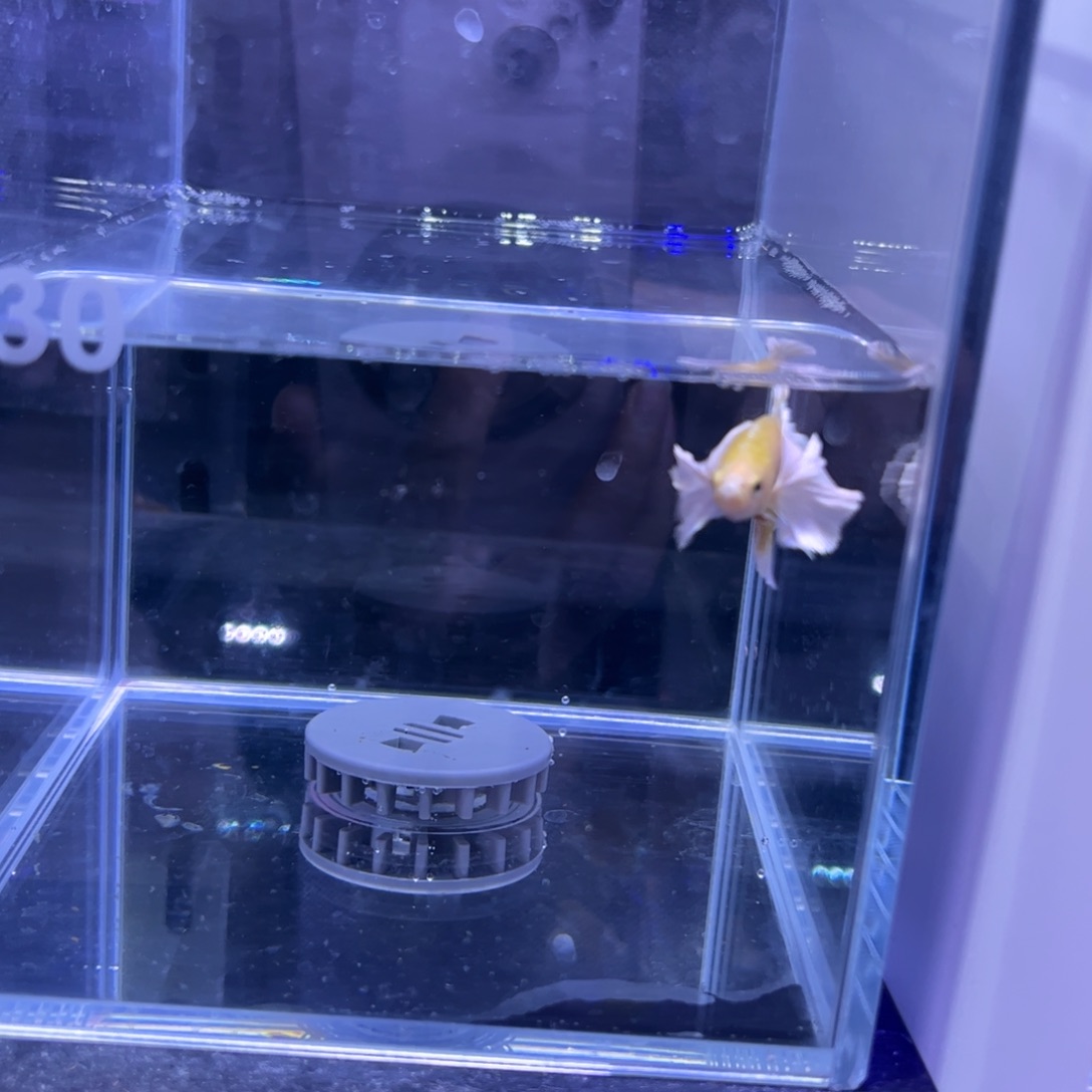 斗鱼泰国斗鱼130号