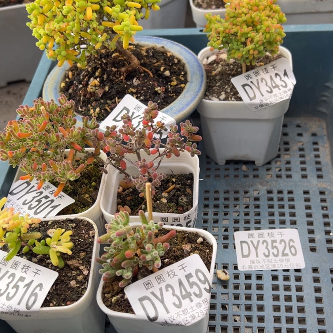 盐***量dy3526六颗不同品不含盆价