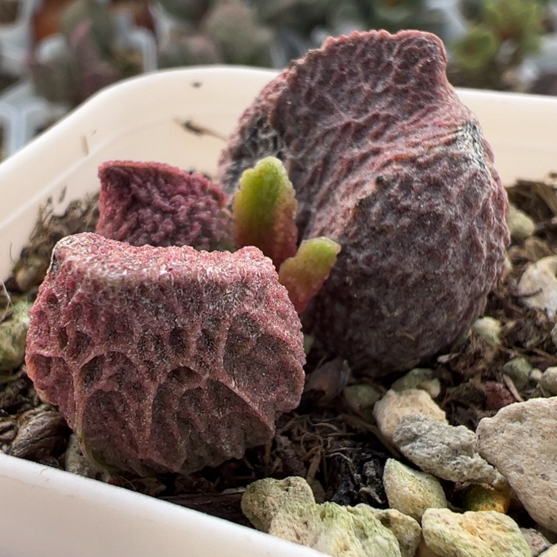 实生新品大苗多肉植物