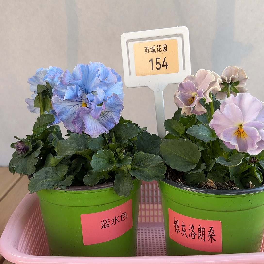 大部分开放少量花苞154