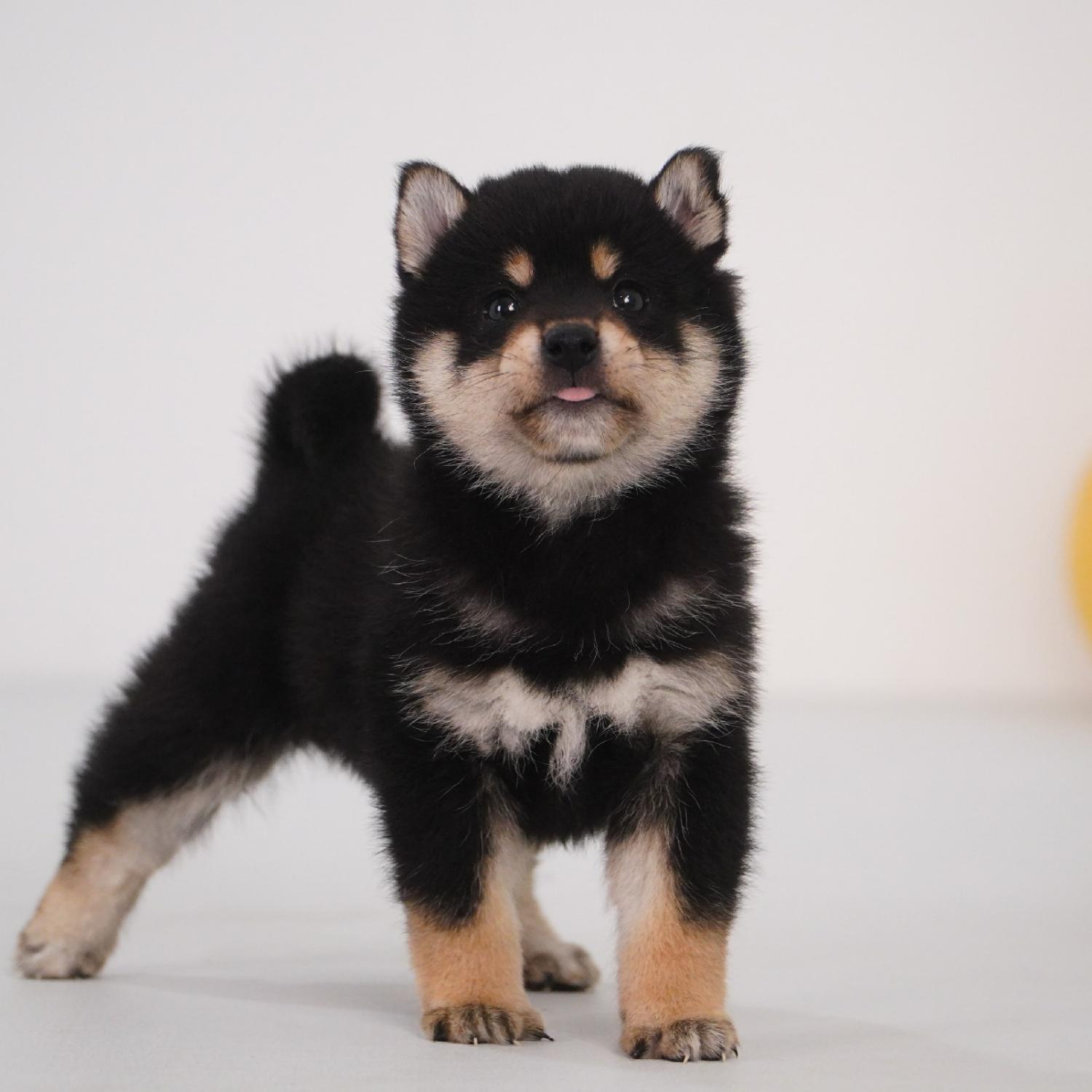 【预定非全款】柴犬黑色公活体狗狗幼犬1530纯种双血统家庭宠物