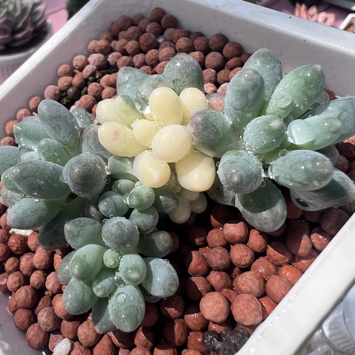 小谢汤圆多肉植物可净化空气适合庭院种植