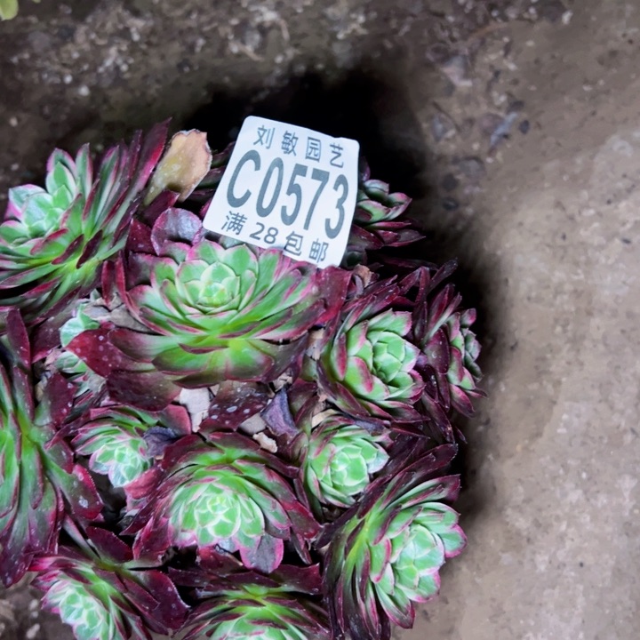 水蜜桃多肉植物法师0573