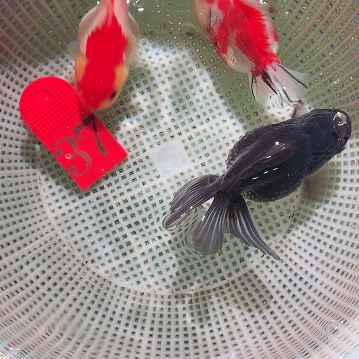 金鱼37号尺寸8-11区间