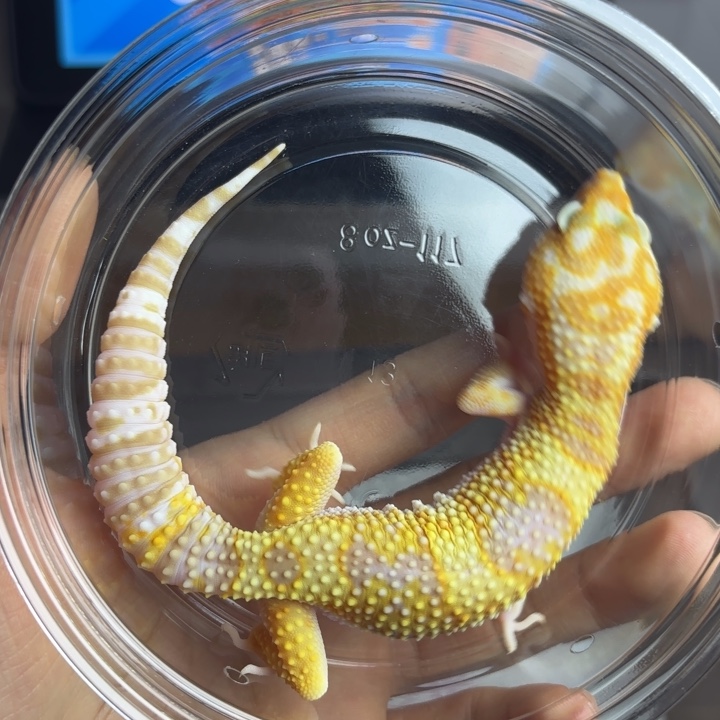 豹纹守宫白黄蜡笔川普