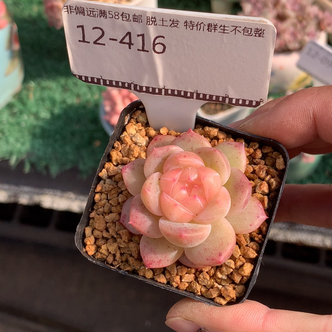 珍妮优选精品多肉58包邮