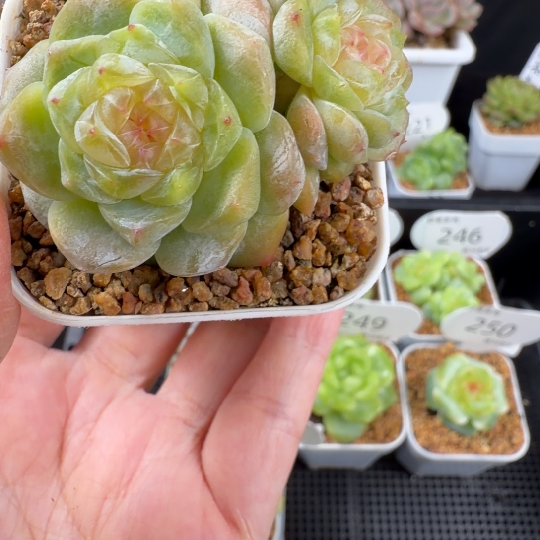 糖心双头一颗252号