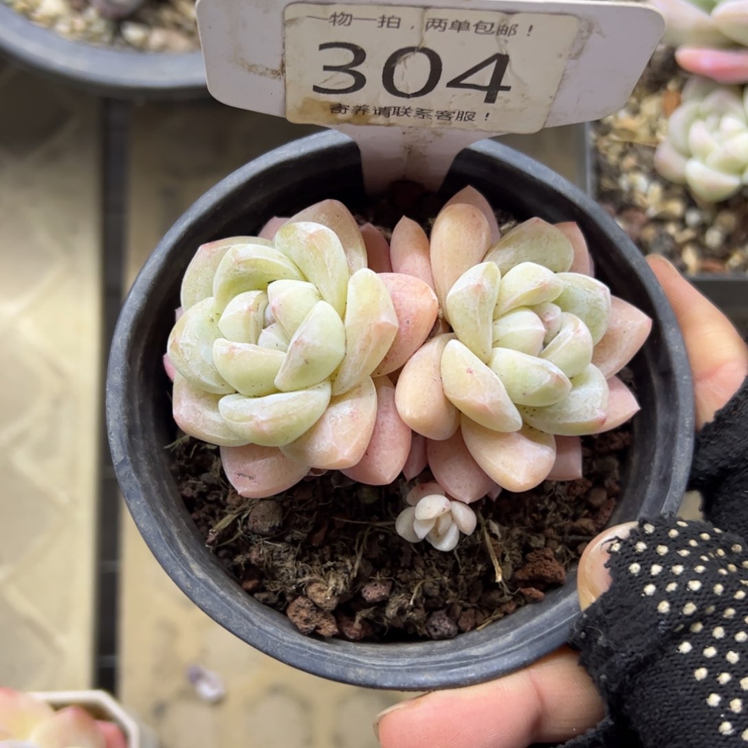 红陶吹*泡304号多肉植物