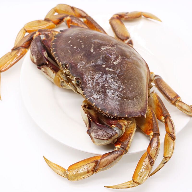 珍宝蟹 江浙沪皖充氧活发 保鲜保肥不保活 外省压冰发货 介意勿拍