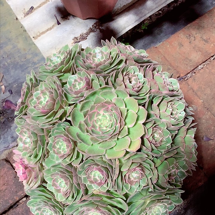 莲花座，多肉植物