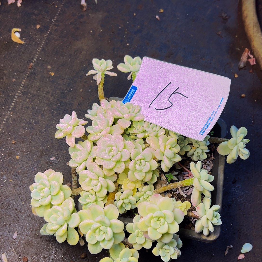 天***空15号一物一拍脱土包邮