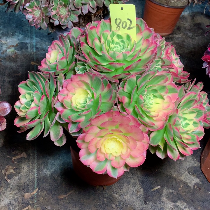 802海王多肉一物一拍～