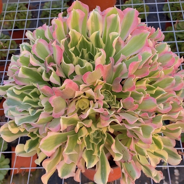 闪购法师1棵雨花石