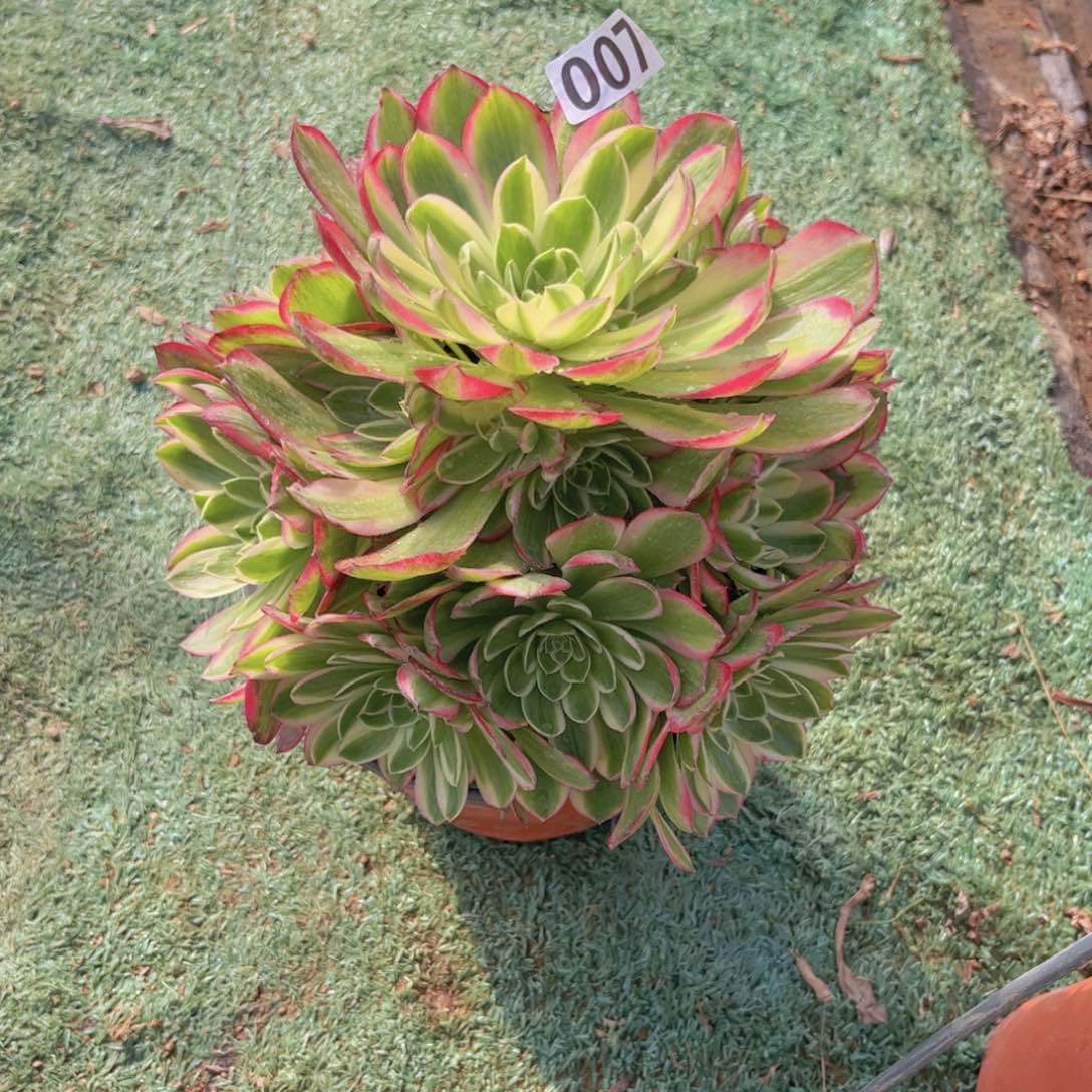 007粉体海王多肉植物