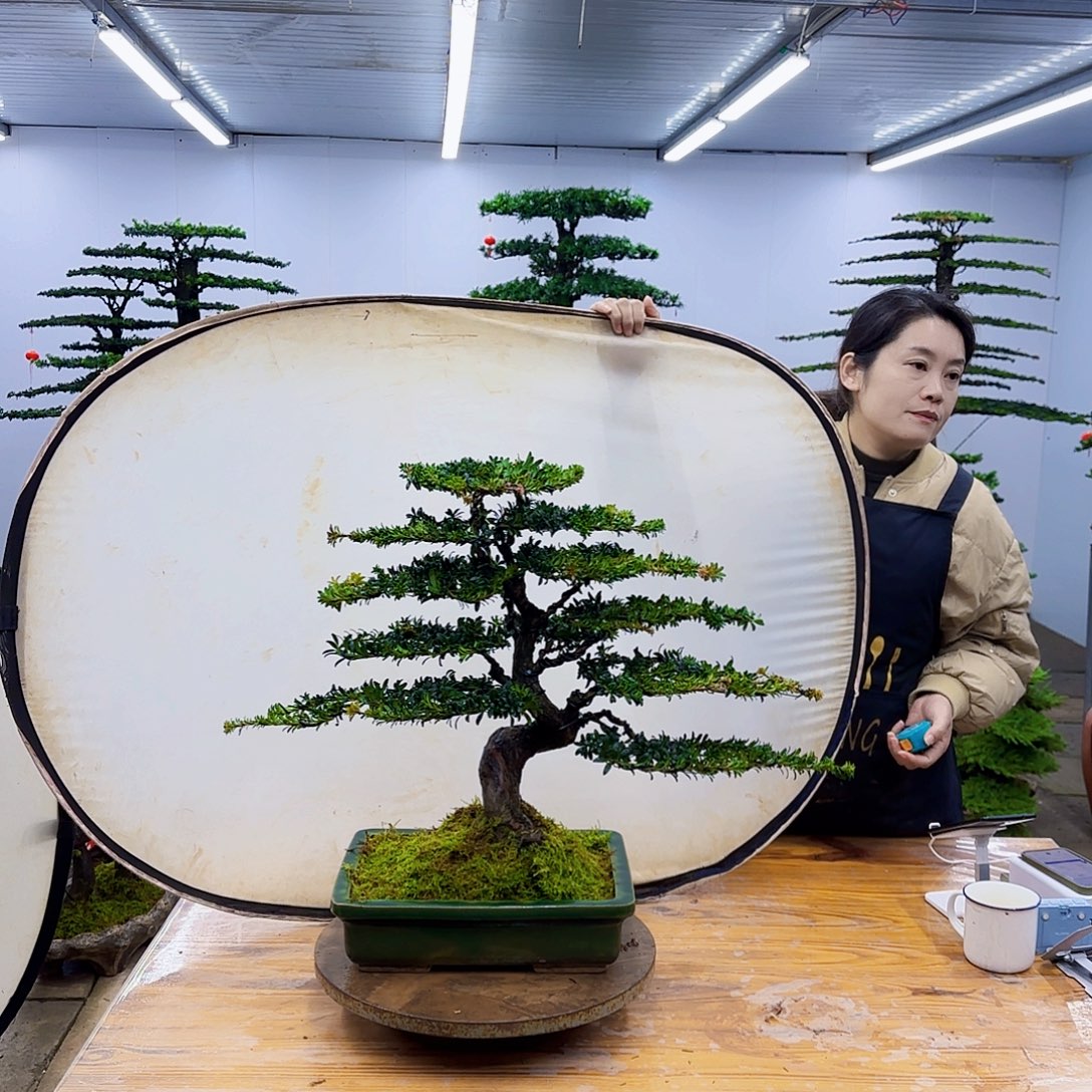 无花朵盆景直播间一物一拍