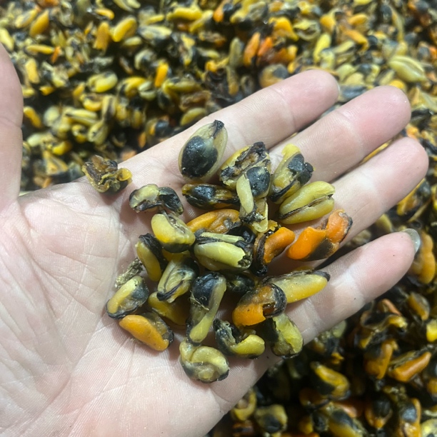 25年新货刚刚上市的淡菜干，本人自拍，新鲜度好，要的速度