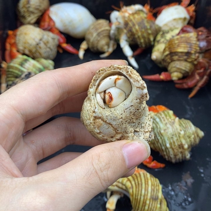 2口毛里求斯草莓一只