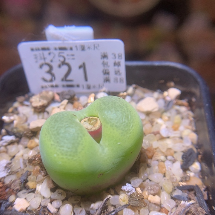 精品生石花25.321