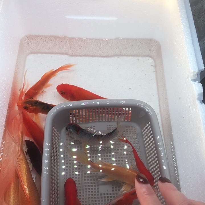 锦鲤999900000000000000