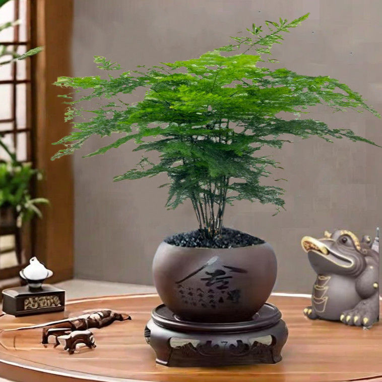 Z【带盆带底座】文竹盆栽室内办公室花卉四季常青好养活桌面绿植