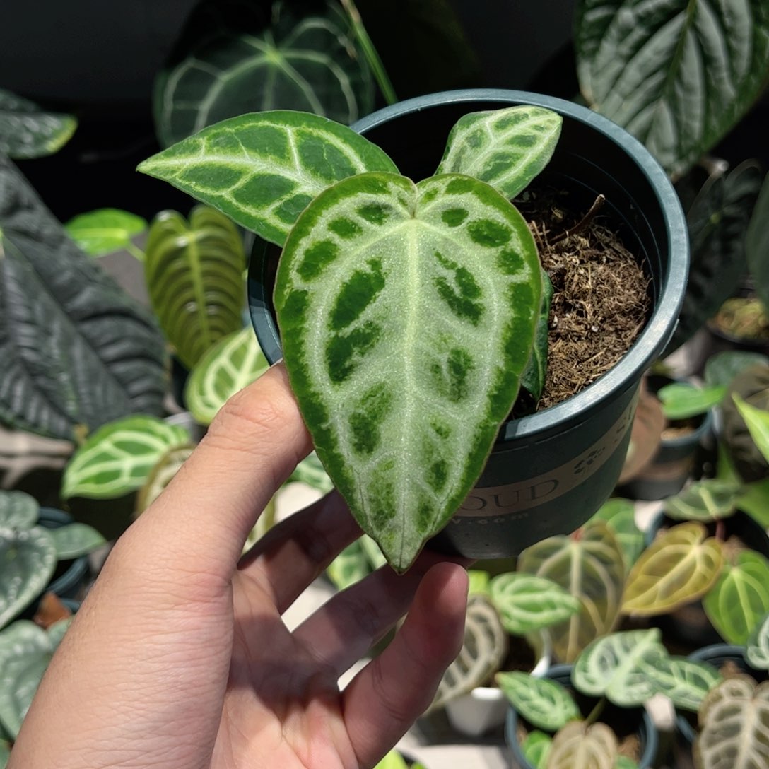 完全开放银王自交