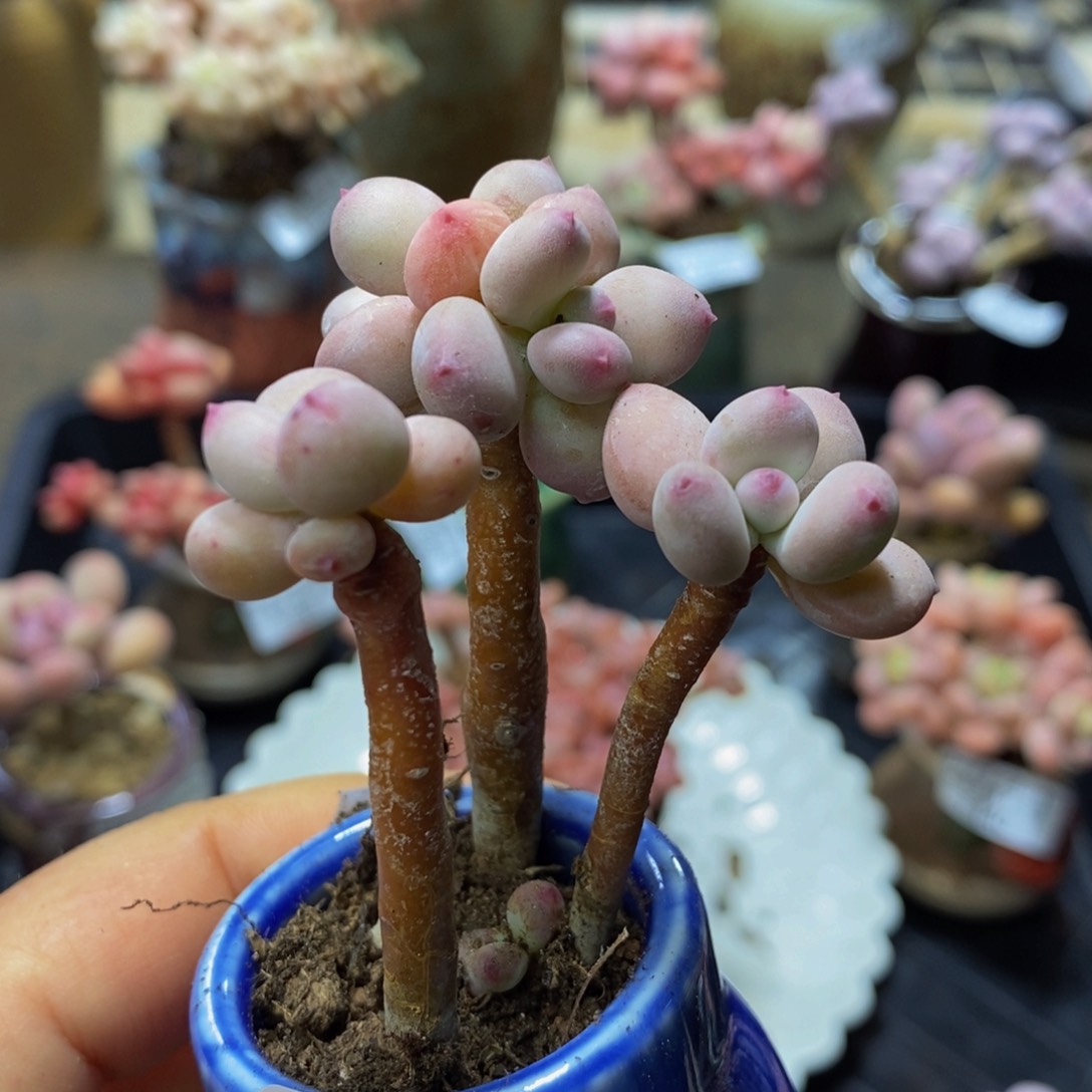 284？苹果奶5 厘米