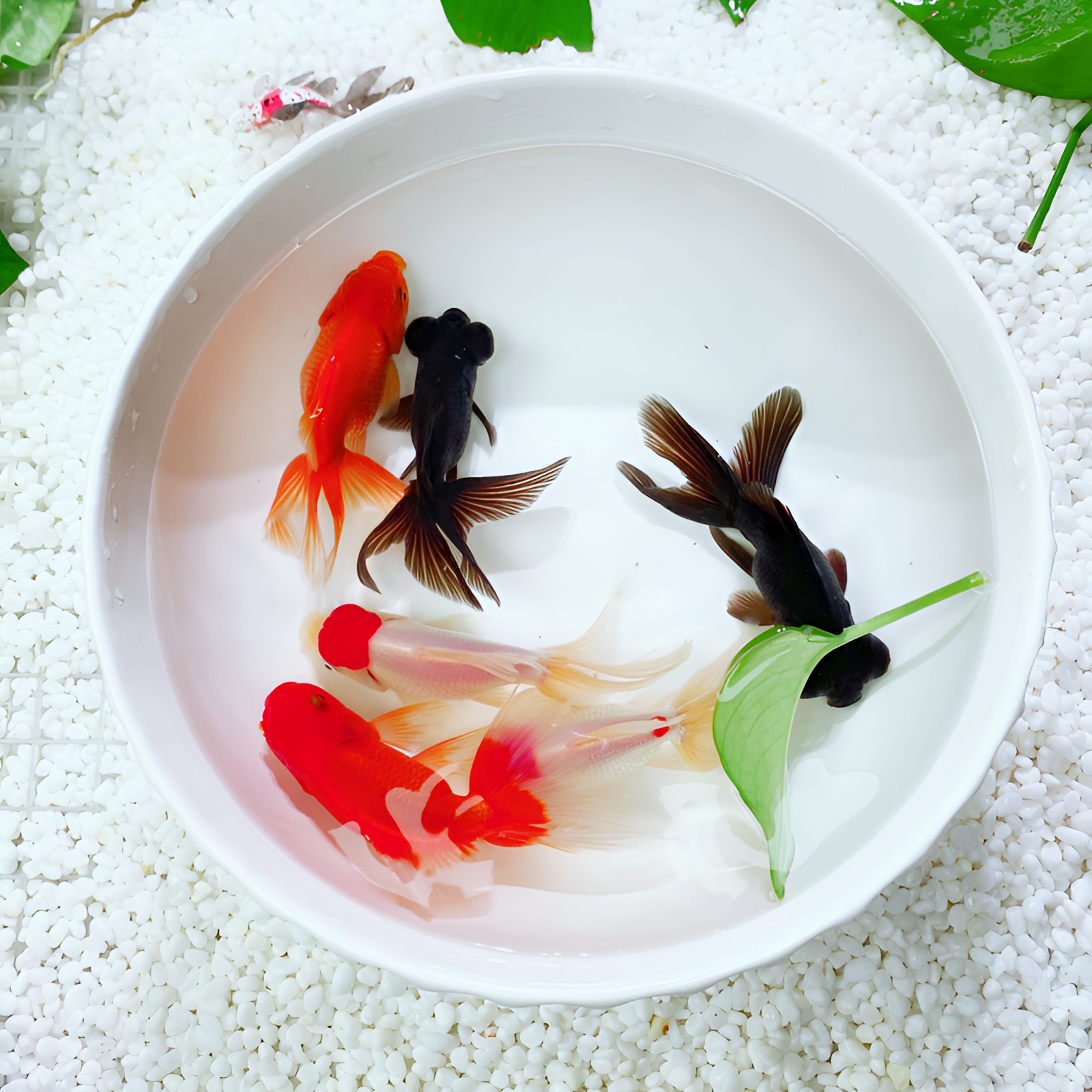 金鱼 顶红2条 红泰狮2条 黑龙睛2条  共6条 观赏鱼 包邮 渔场直销