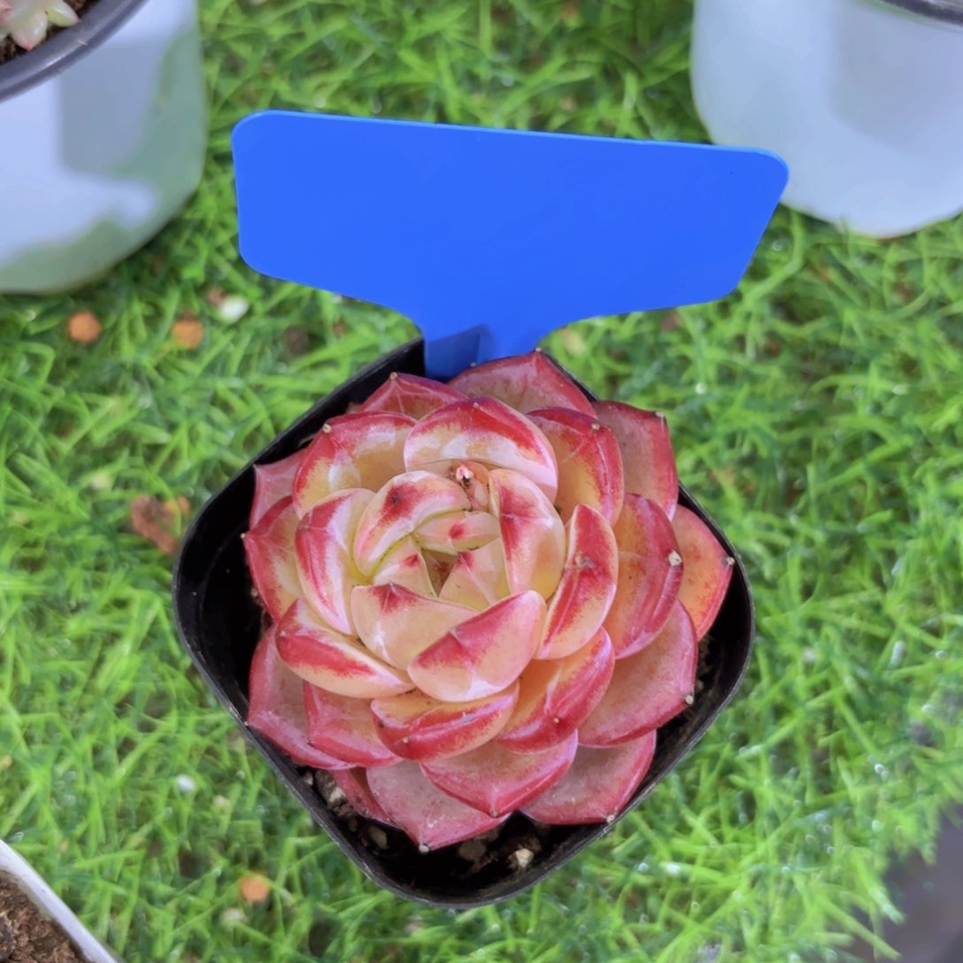 ❤️****我的小可爱们都好可爱